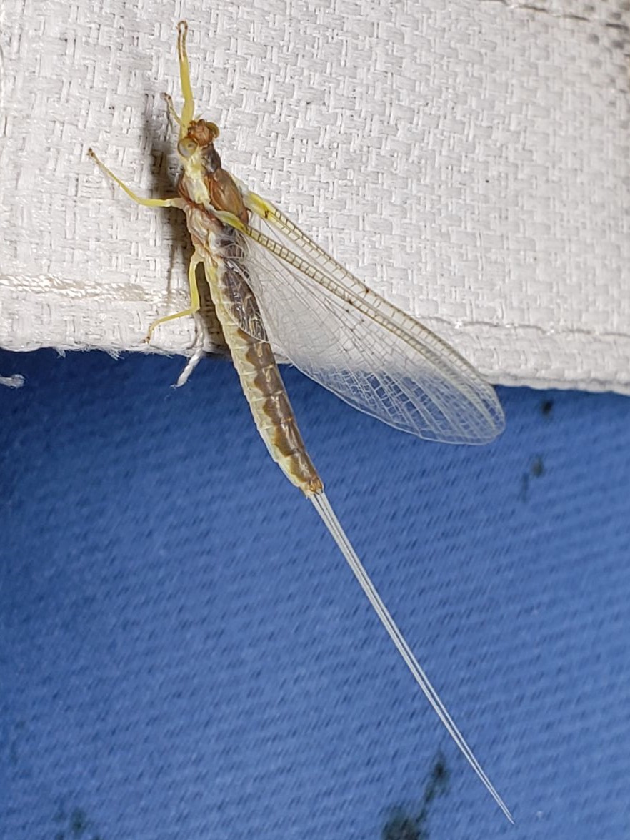 Picture of Hexagenia limbata